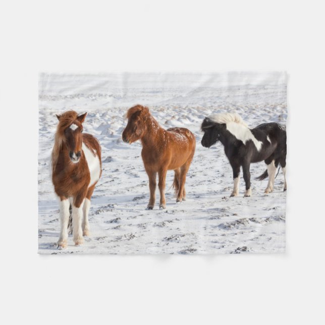 Couverture Polaire Cheval islandais avec manteau d'hiver typique (Devant (Horizontal))