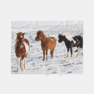 Couverture Polaire Cheval islandais avec pelage d'hiver typique