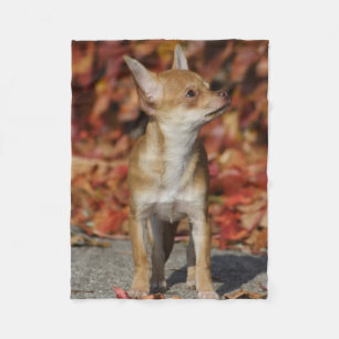 Couverture Polaire Chihuahua Chiuppy Brown