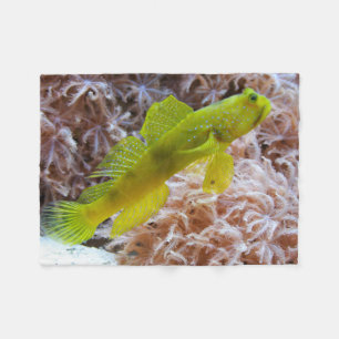 Couverture Polaire Cryptocentrus cinctus