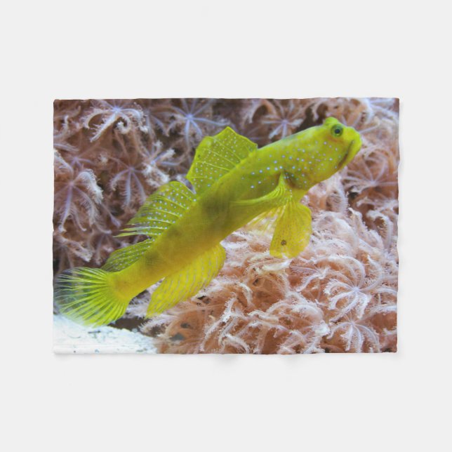 Couverture Polaire Cryptocentrus cinctus (Devant (Horizontal))
