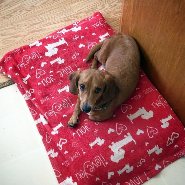 Couverture Polaire Dachshund Doxie I Love You Hearts Blanket (Cute doodles of dachshunds and hearts.)