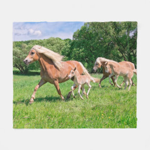 Couverture Polaire Des chevaux haflinger aux petits poulains font tou