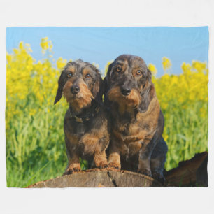 Couverture Polaire Deux mignons Chiens Dachshund Dackel Portrait Phot