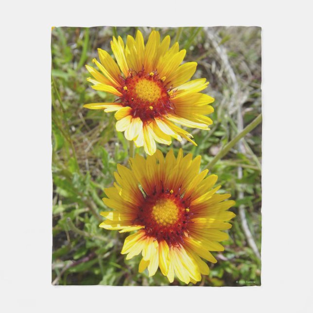Couverture Polaire F8 Fleurs sauvages jaunes Gaillardia (Devant)