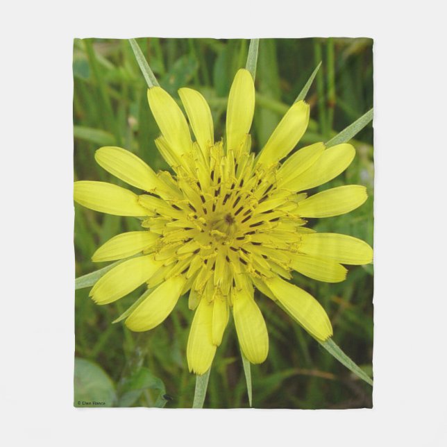Couverture Polaire F9 Jaune Fleur sauvage Barbe de chèvre Tragopogon  (Devant)