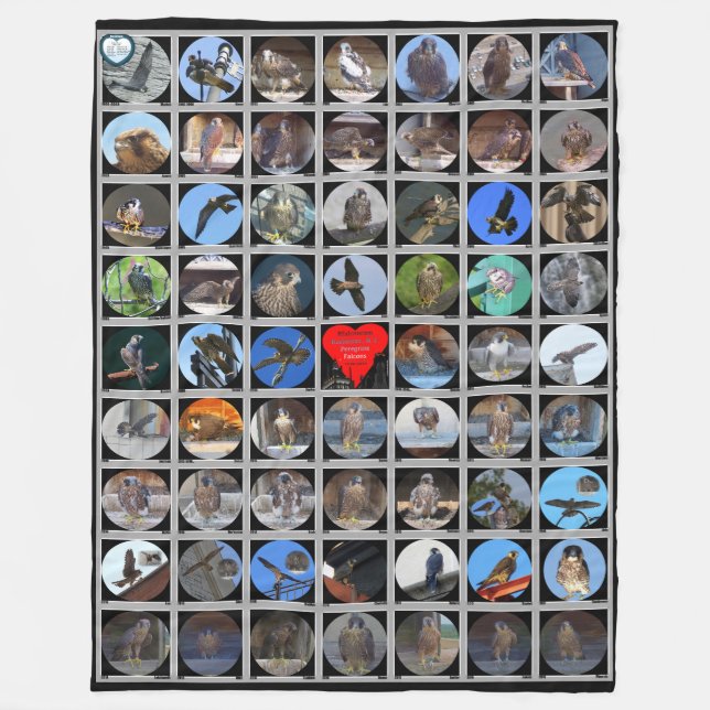 Couverture Polaire Falcons pèlerins de Rochester (New York) 1998-2019 (Devant)