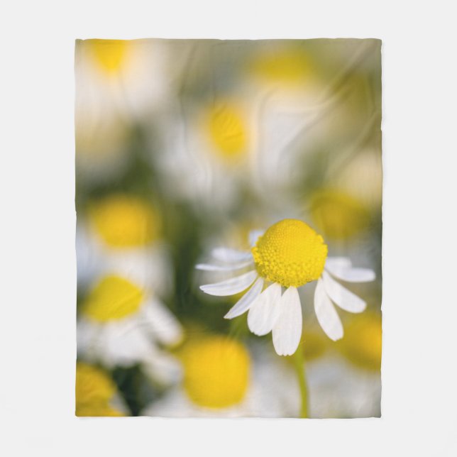 Couverture Polaire Fleur de camomille en gros plan, Hongrie (Devant)