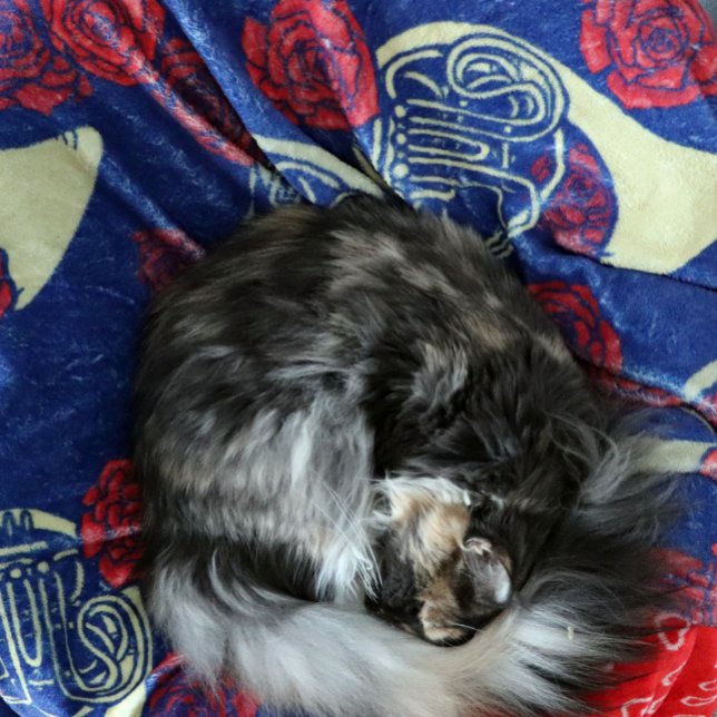 Couverture Polaire French (Créateur téléchargé)