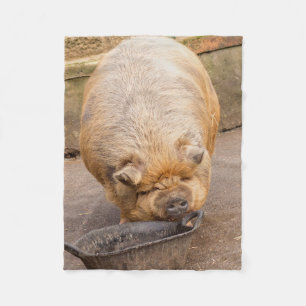 Couverture Polaire Gros porc