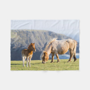 Couverture Polaire Jument avec poulain, îles Shetland, Écosse