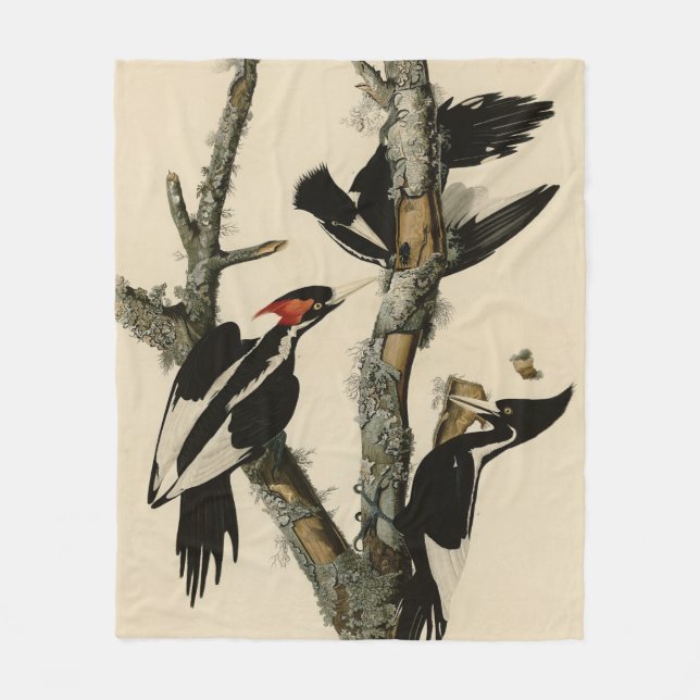 Couverture Polaire Oiseaux d'Amérique du pic à l'ivoire (Devant)