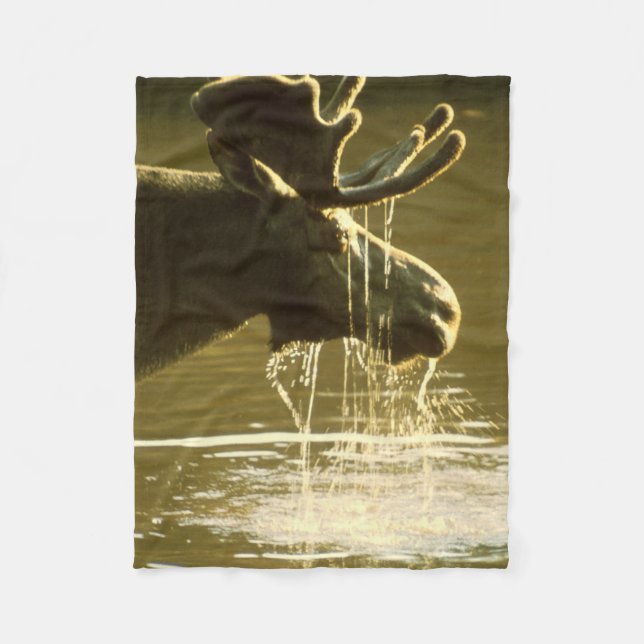 Couverture Polaire Orignaux plongeant sa tête dans l'eau (Devant)