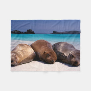 Couverture Polaire Otaries dormant sur la plage   Equateur