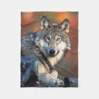 Photographie de loup