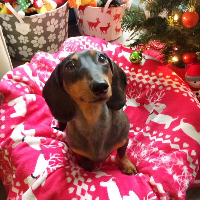 Couverture Polaire Pink Dachshund Fair Isle Christmas Blanket (Pink wiener dog Christmas blanket featuring reindeer dachshunds. )