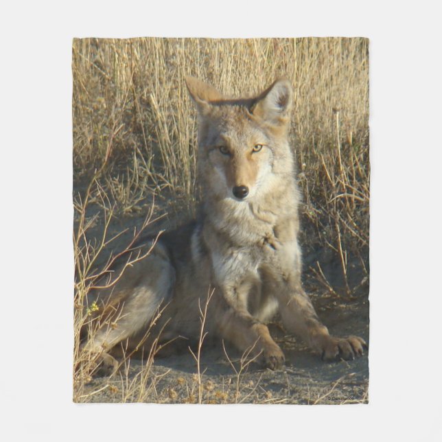Couverture Polaire R15 Coyote Couché (Devant)
