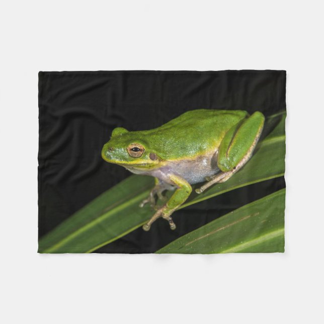 Couverture Polaire Rainette verte (Hyla cinerea) 2 (Devant (Horizontal))