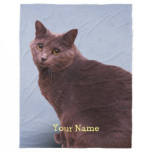 Regarder russe de chat bleu