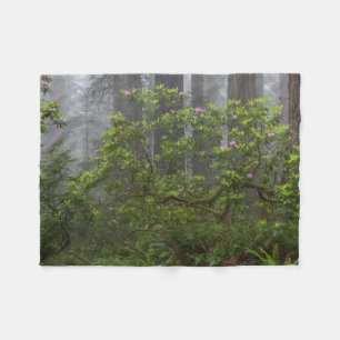 Couverture Polaire Rhododendron dans le parc national Redwood en Cali