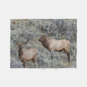 Couverture Polaire Wapiti mâle Parc national de Yellowstone, Wyomin