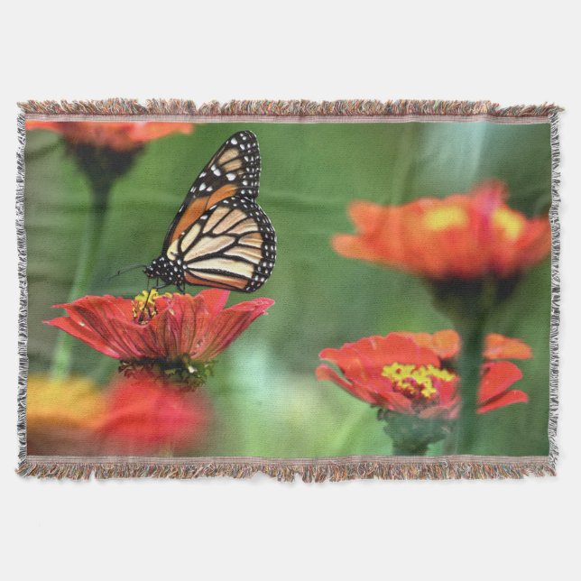 Couverture Pollinisation des papillons monarques (Devant)