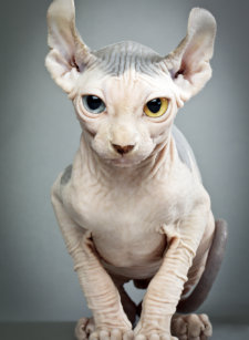 Cadeaux Race De Sphynx Zazzle Fr