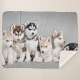 COUVERTURE SHERPA 6 CHIOTS ENROUÉS