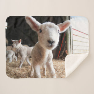 Couverture Sherpa Animaux de bébés cutest Agneau mignon dans une f