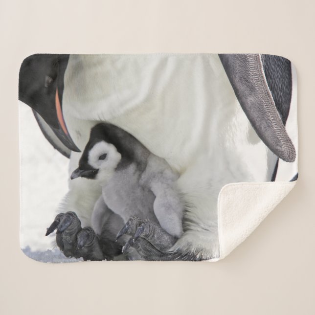 Couverture Sherpa Animaux de bébés cutest | Baby Empereur Penguin (Devant (Horizontal))