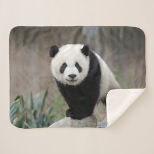 Couverture Sherpa Animaux de bébés cutest   Baby Panda géant