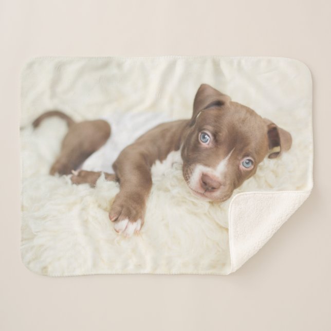 Couverture Sherpa Animaux de bébés cutest | Baby Pit Bull Puppy (Devant (Horizontal))