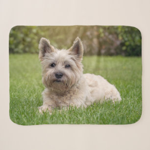 Couverture Sherpa Animaux de bébés cutest   Cairn Terrier Dog