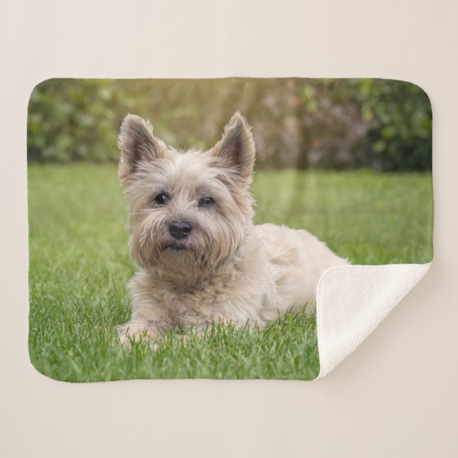 Couverture Sherpa Animaux de bébés cutest | Cairn Terrier Dog (Devant (Horizontal))