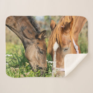 Couverture Sherpa Animaux de bébés cutest Colt à cheval