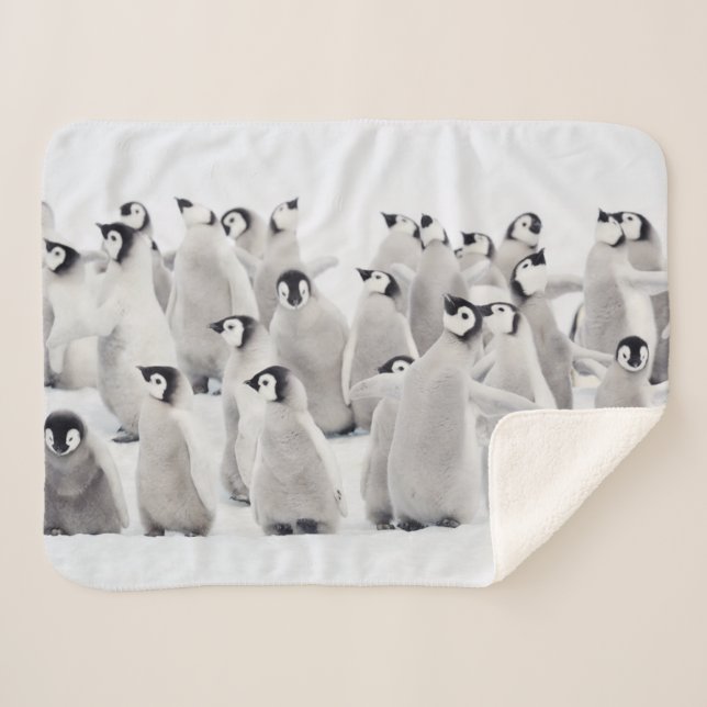 Couverture Sherpa Animaux de bébés cutest | Empereur Penguin Chicks (Devant (Horizontal))