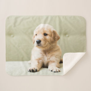 Couverture Sherpa Animaux de bébés cutest   Golden Retriever Puppy