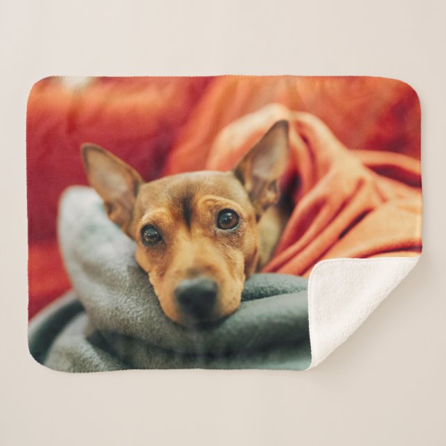 Couverture Sherpa Animaux de bébés cutest | Miniature Pinscher (Devant (Horizontal))