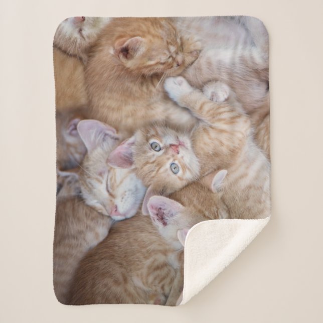 Couverture Sherpa Animaux de bébés cutest | Orange Kitten Pile (Devant)