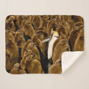 Couverture Sherpa Animaux de bébés cutest Pingouin parmi les jeune