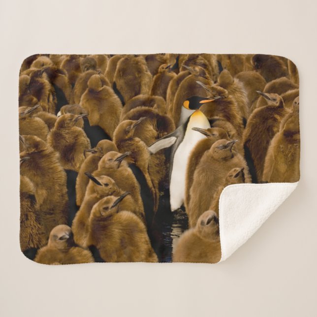 Couverture Sherpa Animaux de bébés cutest | Pingouin parmi les jeune (Devant (Horizontal))