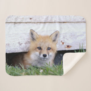 Couverture Sherpa Animaux de bébés cutest   Red Fox Kit Peeking
