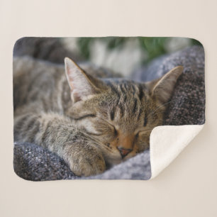 Couverture Sherpa Animaux de bébés cutest Tabby Kitten Sommeil