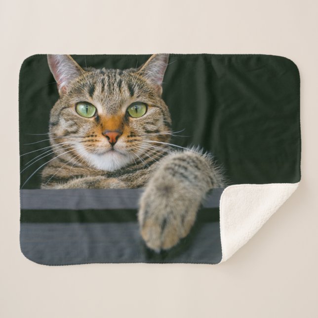 Couverture Sherpa Animaux de bébés cutest | Tête de chat gris Tabby (Devant (Horizontal))