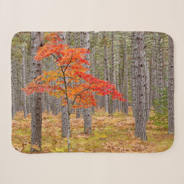 Couverture Sherpa Arbre à érable avec couleurs d'automne (Devant (Horizontal))