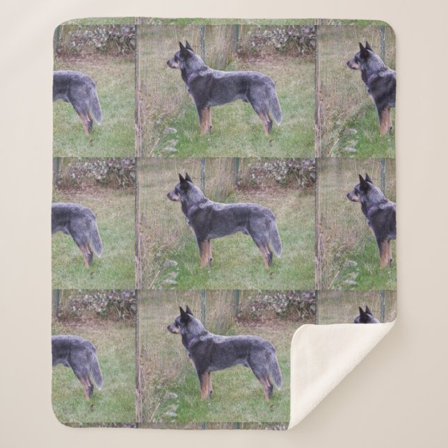 Couverture Sherpa Australian_Cattle_Dog_blue complet (Devant)