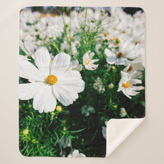 Couverture Sherpa Belle fleurs de cosmos blanc fleurissant dans la g (Devant)