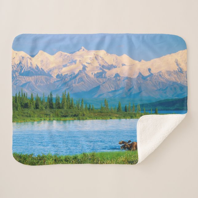 Couverture Sherpa Bull moose in Wonder Lake (Devant (Horizontal))