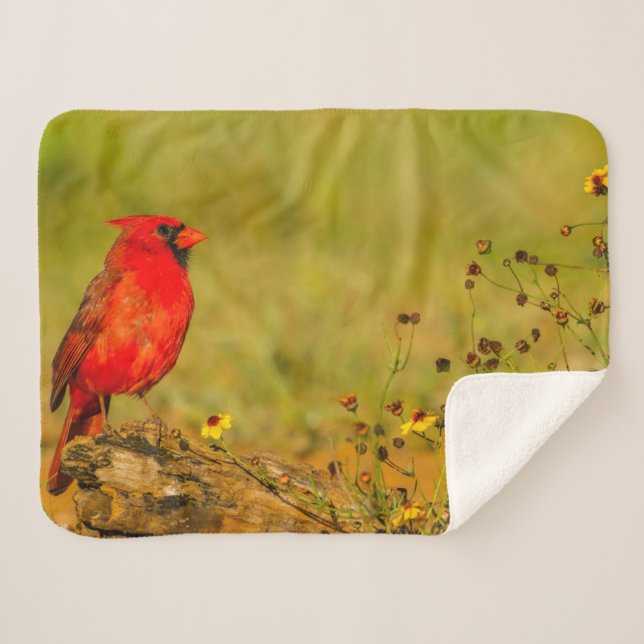 Couverture Sherpa Cardinal mâle sur rondin (Devant (Horizontal))