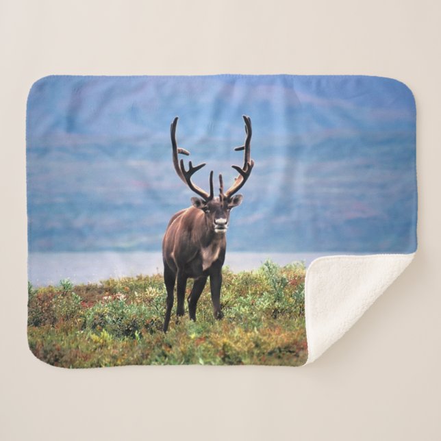 Couverture Sherpa Caribou ou renne | Parc national de Denali, Alaska (Devant (Horizontal))